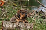 TOSA INU 429